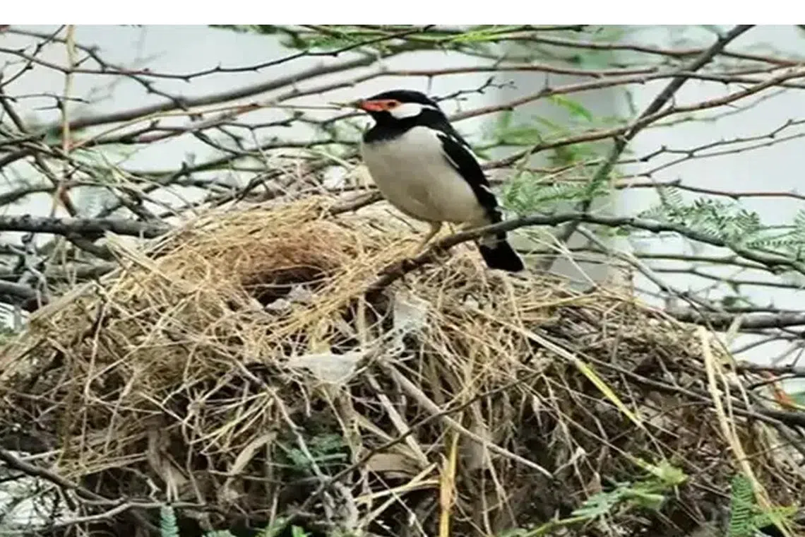 பள்ளிக்கரணையில் இந்திய மைனா வருகை அதிகரிப்பு