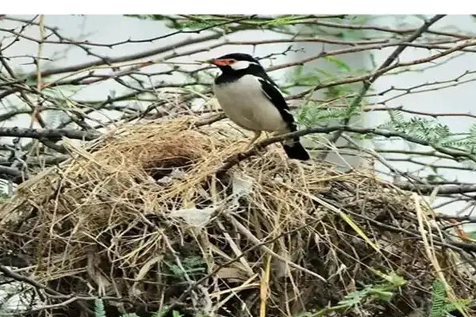 இந்திய புள்ளி மைனா.