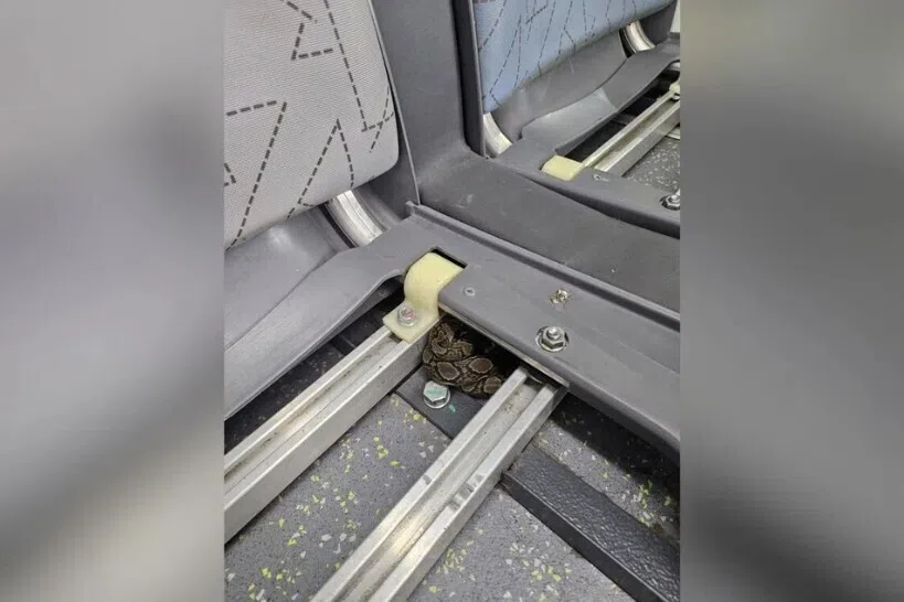 உட்லண்ட்ஸ் வட்டாரத்தில் செல்லும் பொதுப் பேருந்தில் மலைப்பாம்பு