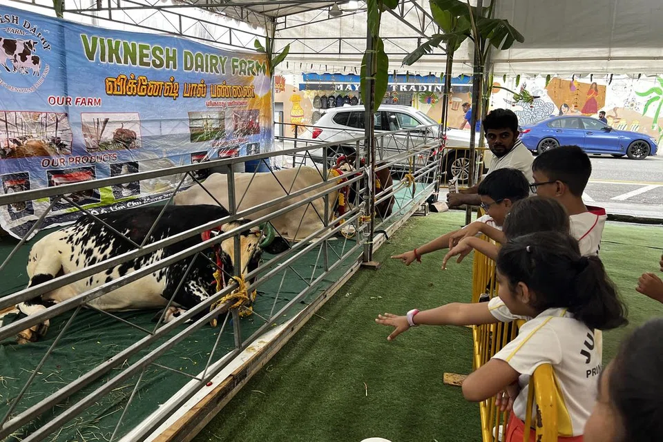 தொடக்கநிலை மாணவர்கள் போலி@கிளைவ் ஸ்த்ரீட்டில் கட்டப்பட்டிருந்த மாடுகளைப் பற்றித் தெரிந்துகொண்டனர்.