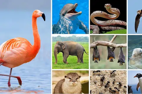 விலங்குகள், பறவைகள்.