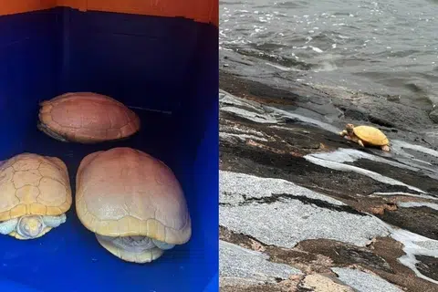 கடல் நீரிலிருந்து மீட்கப்பட்ட அரிய வகை ஆமைகள்.