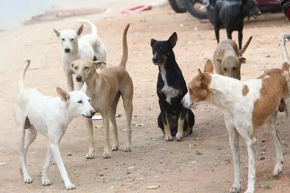 தெலுங்கானாவில் 300 தெரு நாய்களை விஷம் வைத்துக் கொன்ற 9 பேர் மீது வழக்குப்பதிவு!