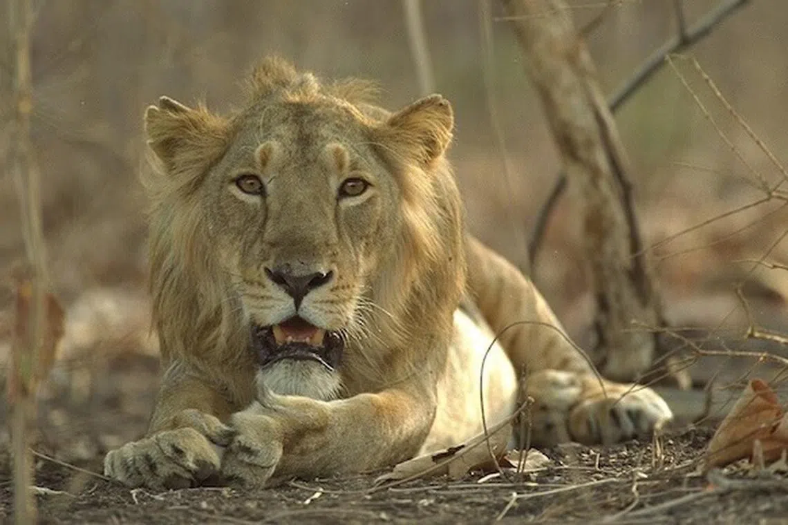 குஜராத்தில் ஆசியச் சிங்கங்களின் எண்ணிக்கை 32% அதிகரிப்பு