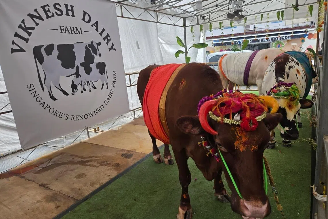 லிட்டில் இந்தியாவில் மாட்டுப் பொங்கல் விழா