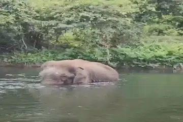 ஆற்றுக்குள் காயங்களுடன் நிற்கும் யானை.