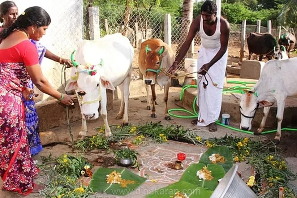 மாடுகளைக் குளிப்பாட்டி, கொம்புகளை சீவி, வர்ணங்கள் பூசி, அதில் குஞ்சம் அல்லது சலங்கை கட்டி அழகுபடுத்தினார்கள். கழுத்துக்கு தோலிலான வார் பட்டையில் சலங்கை கட்டி, திருநீறும், குங்குமப் பொட்டையும் பூசினார்கள். பழைய மூக்கணாங் கயிறுகளை மாற்றி புதிய மூக்கணாங் கயிறுகளை மாட்டினார்கள். பொங்கல் வைத்து வழிபட்டு மாடுகளுக்குப் படைத்தனர்.