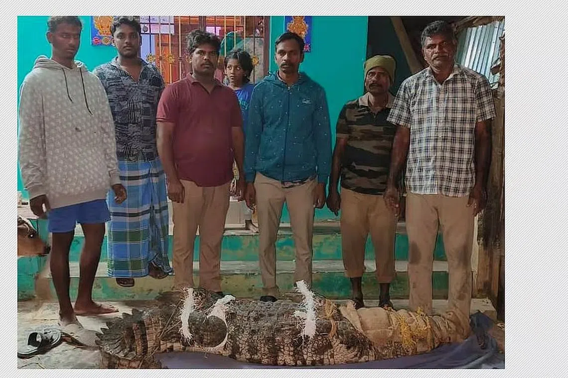 தோட்டத்தில் புகுந்த 550 கிலோ எடையுள்ள முதலை மீட்பு