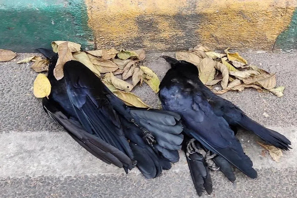 சென்னையில் பறவைக் காய்ச்சலால் 1,000க்கும் மேற்பட்ட காகங்கள் உயிரிழப்பு