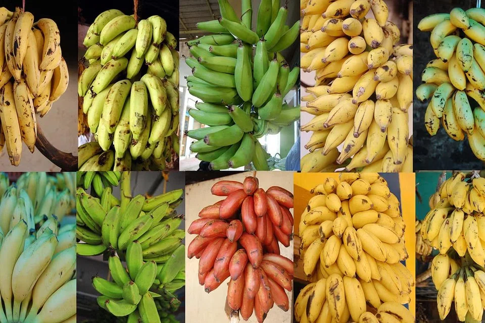இந்தியாவில் வாழை உற்பத்தியில் தமிழகம் முதலிடத்தில் உள்ளது. உலகின் வாழைப்பழத் தேவையில் சுமார் 20 விழுக்காட்டை இந்தியா ஈடுகட்டுகிறது. 