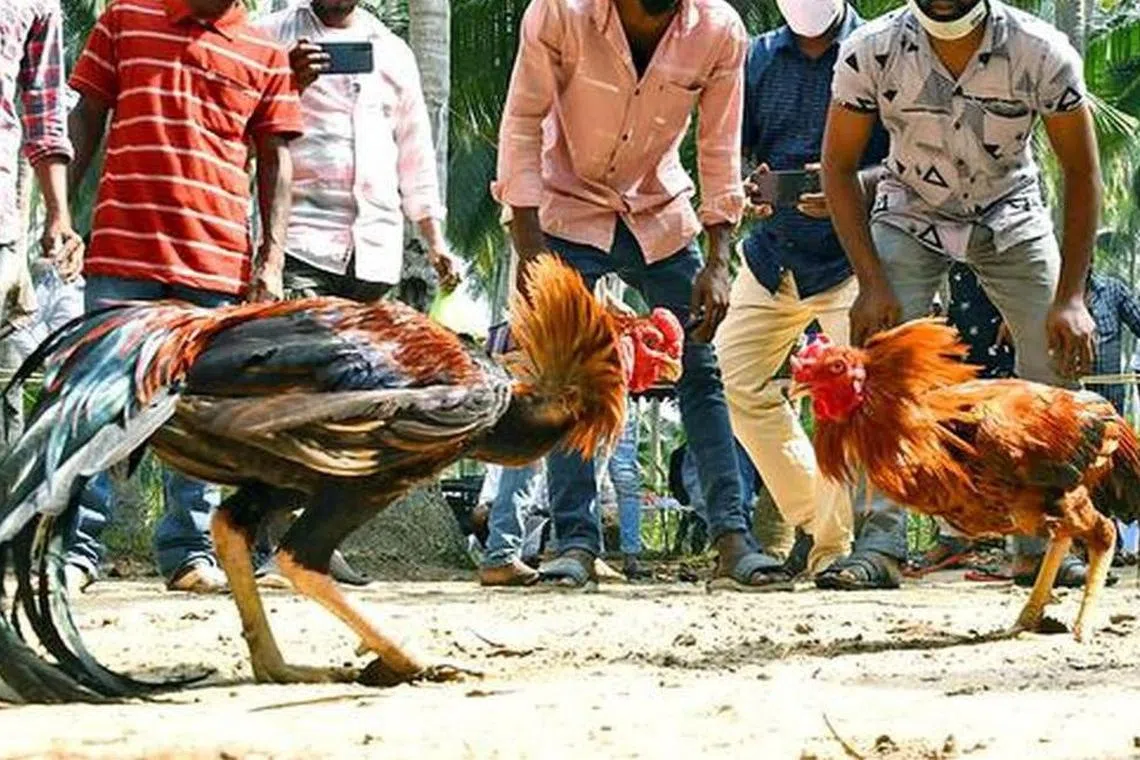 ஆந்திராவில் சேவல் சண்டை: ஒரே மாவட்டத்தில் ரூ.400 கோடிக்குப் பந்தயம்