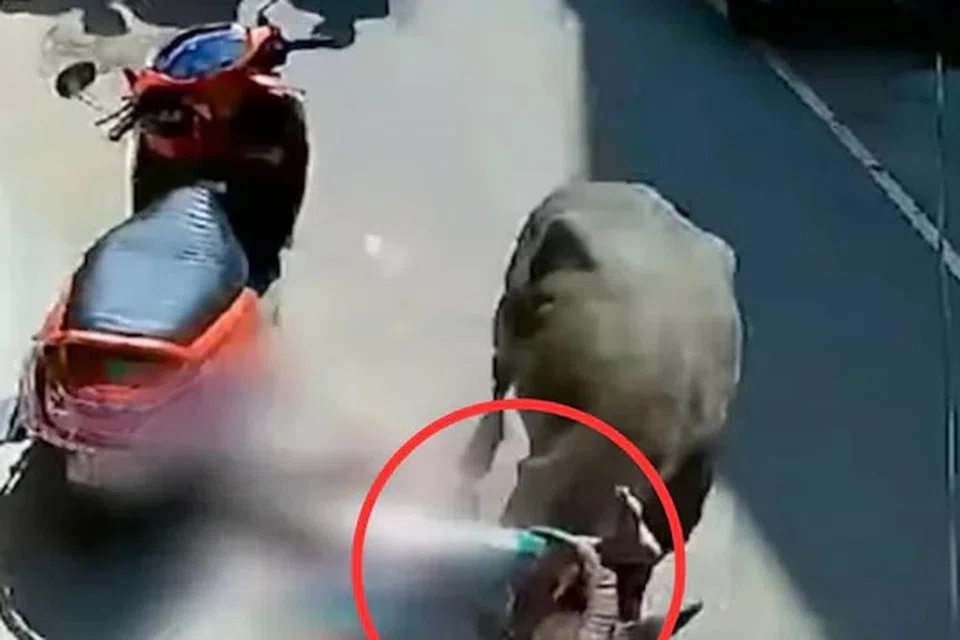 சாலையில் நடந்து சென்ற பெண்ணை எருமை மாடு முட்டியது.