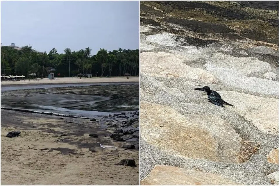 தஞ்சோங் கடற்கரையில் காணப்பட்ட எண்ணெய் (இடது), கடல்நீருக்கும் சுற்றியுள்ள வனவிலங்களுக்கும் ஏற்படுத்தக்கூடிய சுற்றுப்புறத் தாக்கம் குறித்து கவலைகள் எழுந்துள்ளன. 