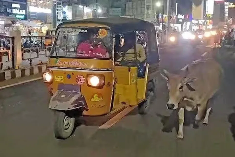 ஆட்டோவை துரத்திய தாய்ப் பசு.