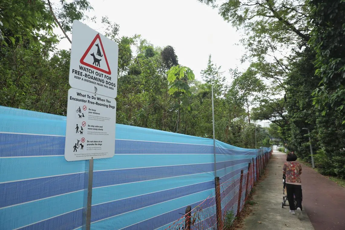 தெரு நாய்களின் கதி குறித்து இருமனதாக உள்ள பிடாடாரி குடியிருப்பாளர்கள்