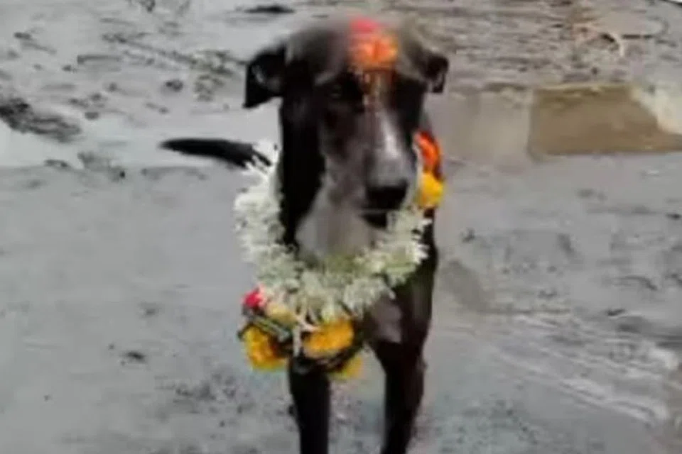 புனித யாத்திரத் தலத்தில் கூட்டத்தின் மத்தியில் காணாமல் போன நாய், அதன் உரிமையாளரைத் தேடி 250 கிலோமீட்டர் பயணம் செய்தது.