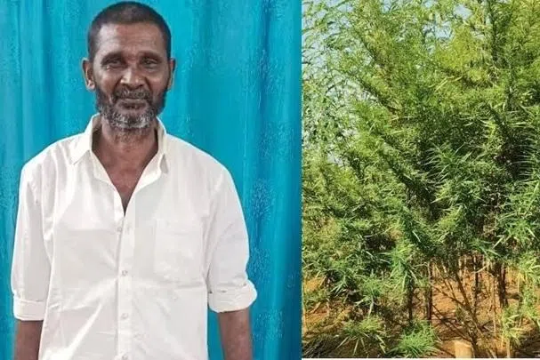 சொட்டுநீர்ப் பாசனம் மூலம் கஞ்சா செடி வளர்த்தவர் கைது