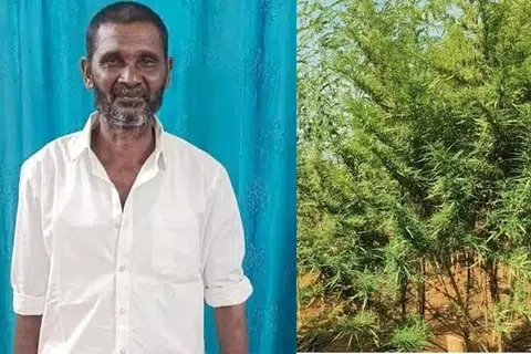 கைது செய்யப்பட்ட தமிழன், அவரது வீட்டில் வளர்ந்துள்ள கஞ்சா செடி.