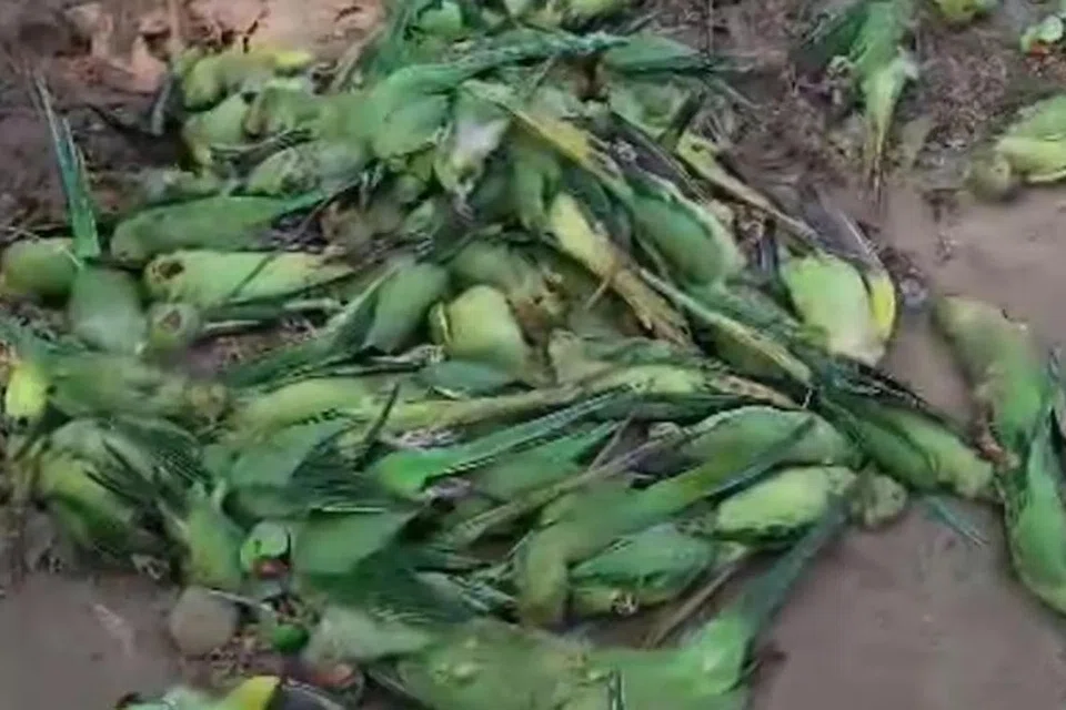 கொத்துக்கொத்தாக இறந்து கிடந்த கிளிகள்.