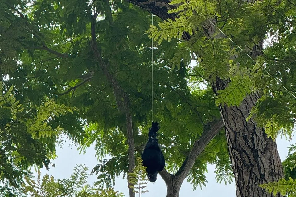 காகங்களை விரட்ட உருவ பொம்மைகளைப் பயன்படுத்துகிறது தேசியப் பூங்காக் கழகம்.