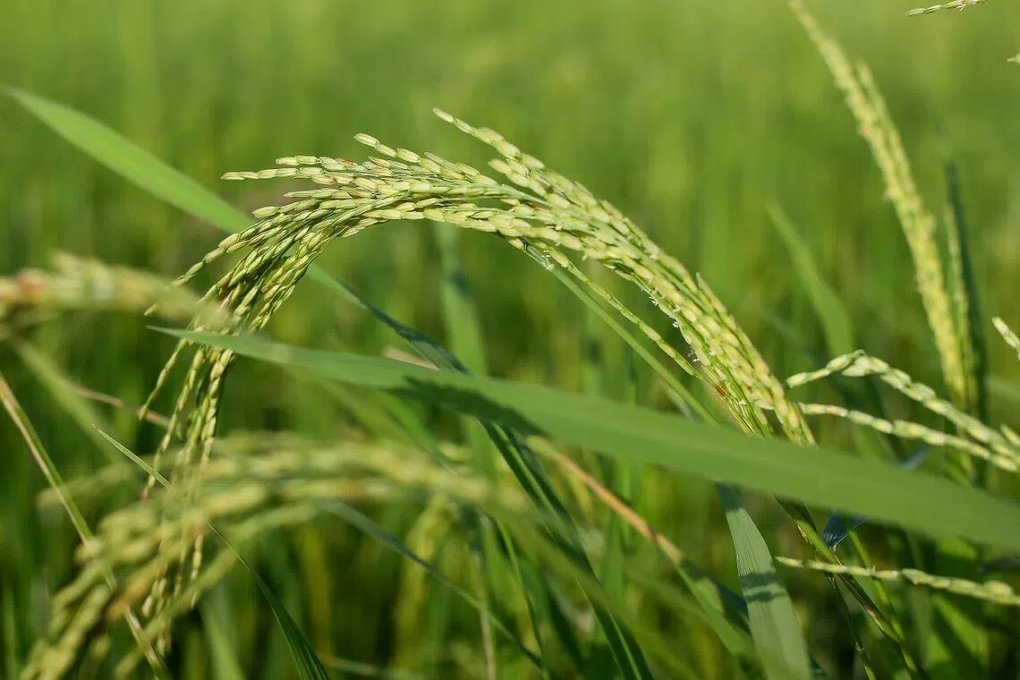 உணவு உற்பத்தியாளர்களுக்கு மானியத் திட்டங்கள் தொடரும்: மலேசியா