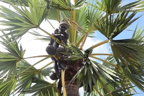 அரசு சார்பில் தாக்கல் செய்யப்பட்ட பதில் மனுவில், கலப்படம் செய்யப்பட்ட கள் மனித உயிருக்கே பெரும் ஆபத்தாக முடிகிறது எனக் குறிப்பிடப்பட்டிருந்தது.