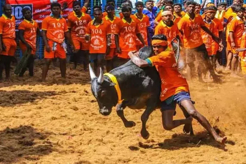 பொங்கல் பண்டிகையை ஒட்டி மதுரை மாவட்டத்தில் நடைபெறும் ஜல்லிக்கட்டு போட்டிகள் உலக புகழ் பெற்றவை. 