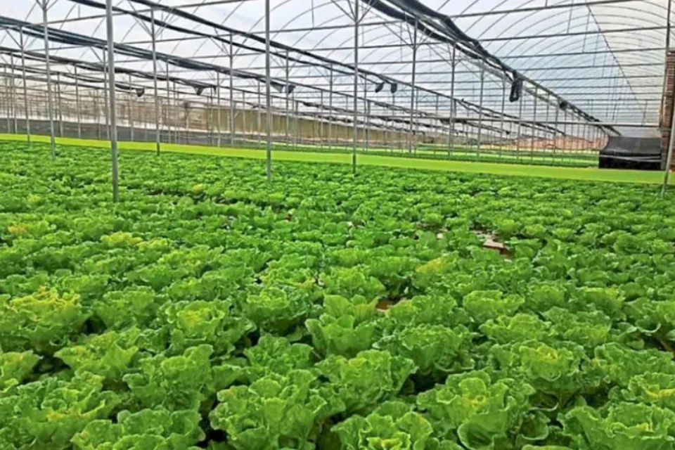 கேமரன் மலையில் கூடாரங்களிலும் பசுமை கூடங்களிலும் விவசாயிகள் பயிர் செய்து வருகின்றனர். பலத்த காற்று வீசினால் எல்லாமே பறந்துவிடும் என்று விவசாயிகள் சங்கத்தினர் கூறியுள்ளனர்.