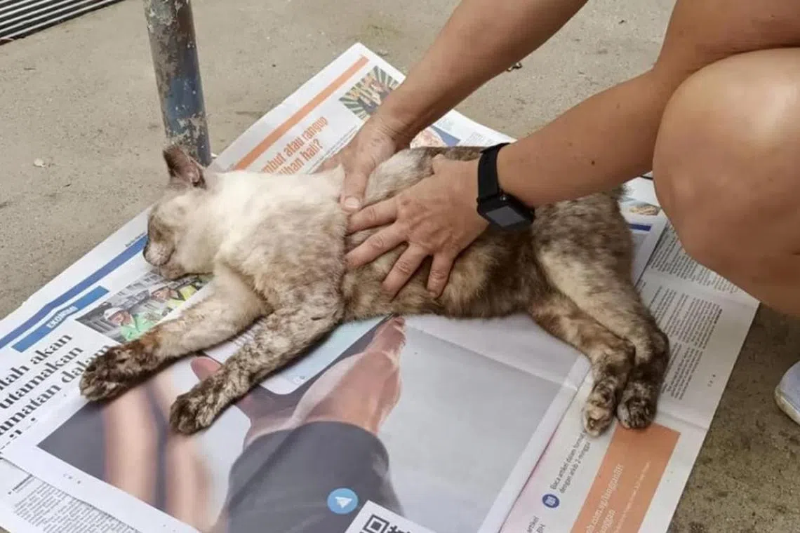 நஞ்சு ஊட்டப்பட்டதால் பூனைகள், நாய் உயிரிழக்கவில்லை: விசாரணை முடிவு