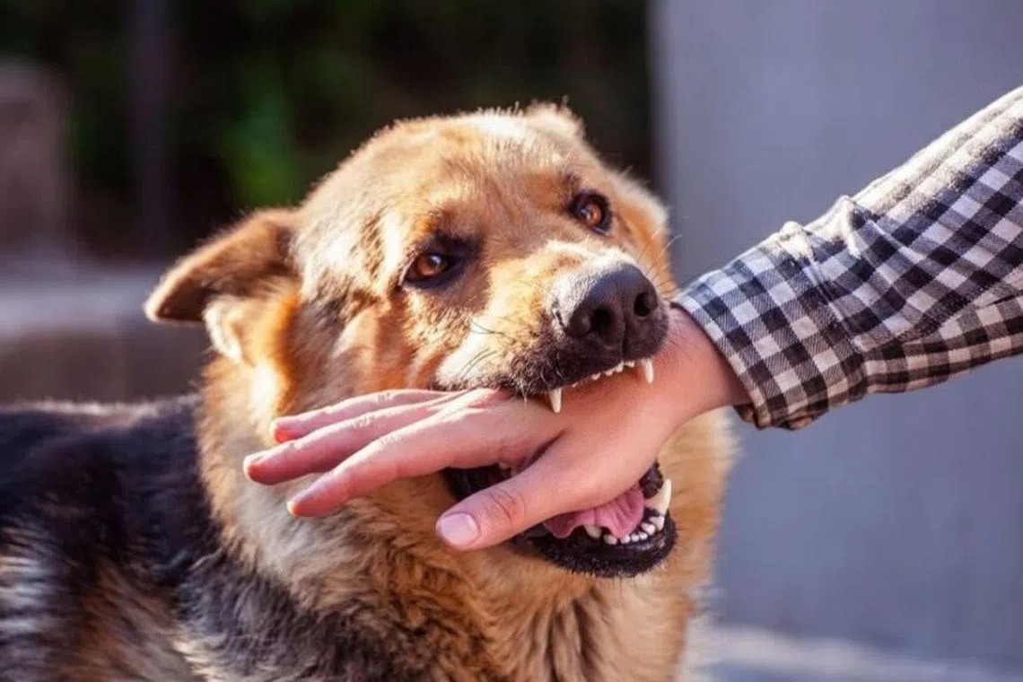 தமிழகத்தில் வெறிநாய்க்கடியால் 4.8 லட்சம் பேர் பாதிப்பு: 40 பேர் உயிரிழப்பு