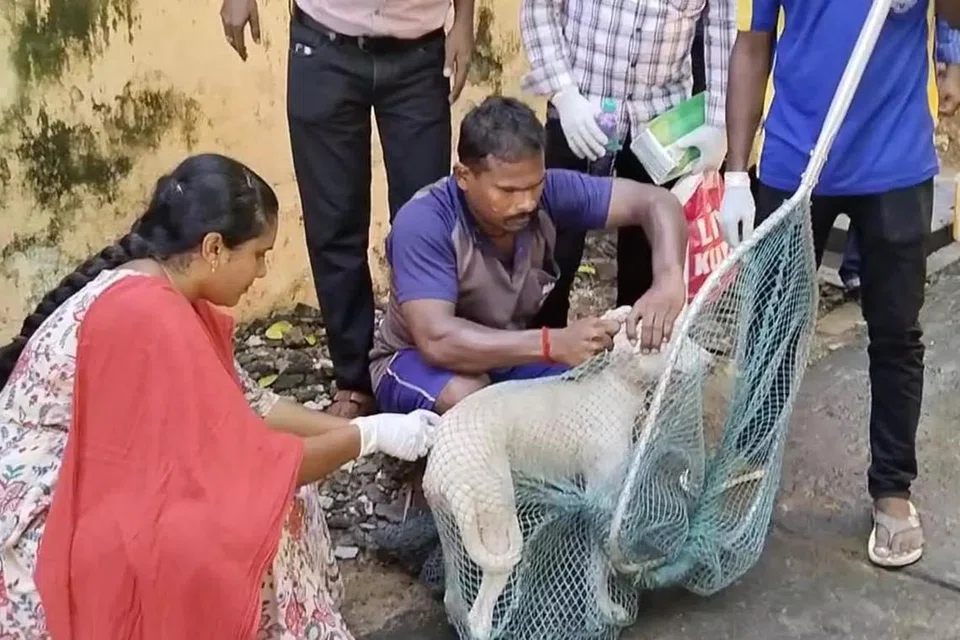 தெருநாய்களுக்கு ரூ.3 கோடி செலவில் வெறிநாய்க்கடி (ரேபிஸ்) தடுப்பூசி போடப்படும் என மாநகராட்சி தெரிவித்துள்ளது.