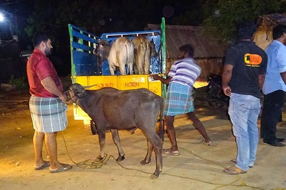 தமிழகம் முழுவதும் எந்தவொரு நாளிலும் பசுக்கள், கன்றுகளை வெட்ட தடை விதித்ததுடன், அங்கீகரிக்கப்பட்ட இறைச்சிக் கூடங்களில் மட்டுமே விலங்குகளைக் கொல்ல வேண்டும் எனச் சென்னை உயர்நீதிமன்றம் உத்தரவிட்டிருந்தது.
