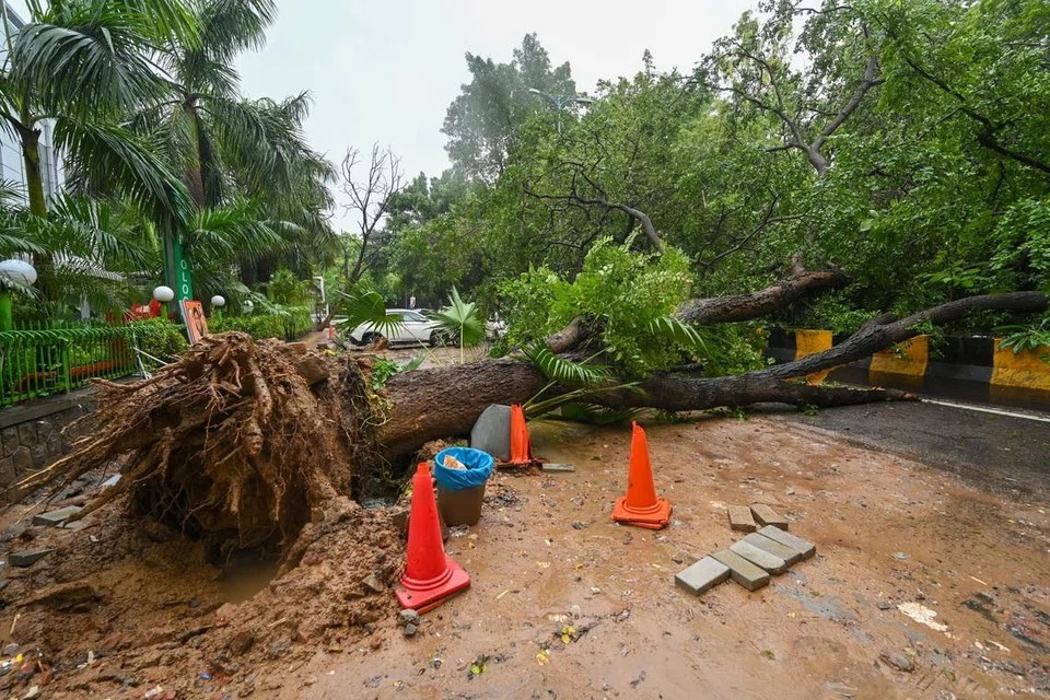 டெல்லியில் வியாழக்கிழமை கொட்டித் தீர்த்த கனமழை காரணமாக, தேசிய இதய நோய் மருத்துவமனை வளாகத்தில் இருந்த மரம் ஒன்று வேரோடு சாய்ந்து விழுந்தது.