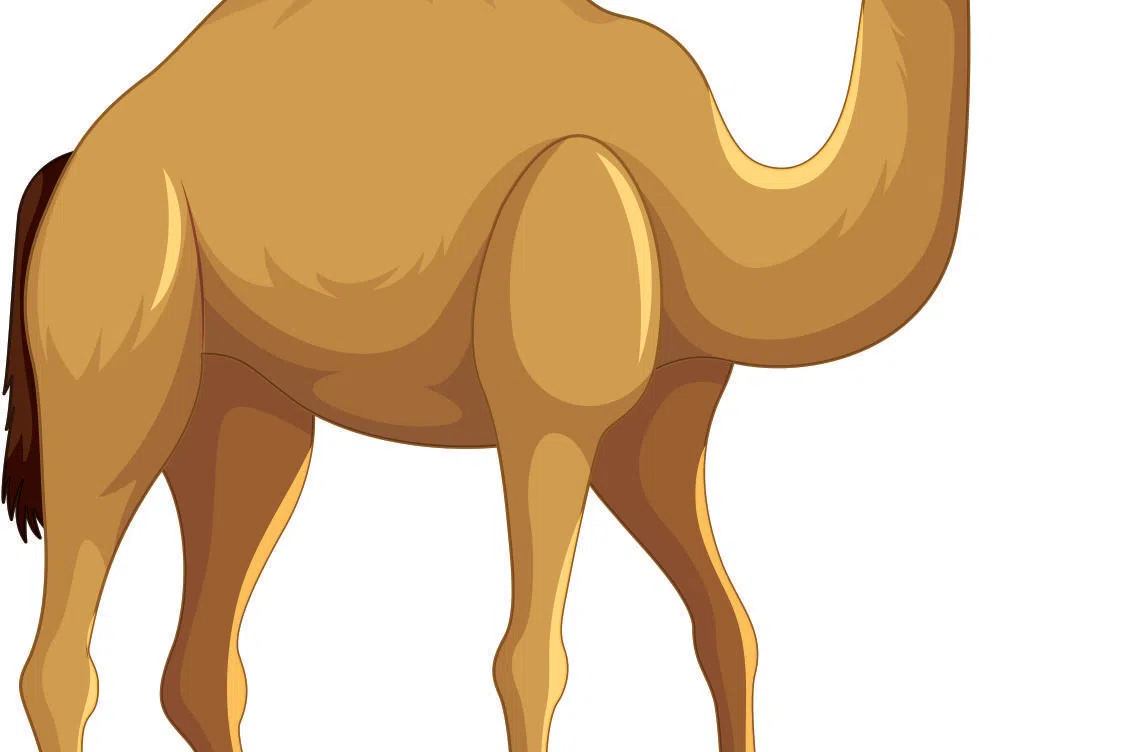 வெப்பம் தகிக்கும் பாலைவனத்தில் ஒட்டகங்கள் எப்படி வாழ்கின்றன என்பது உங்களுக்குத் தெரியுமா?