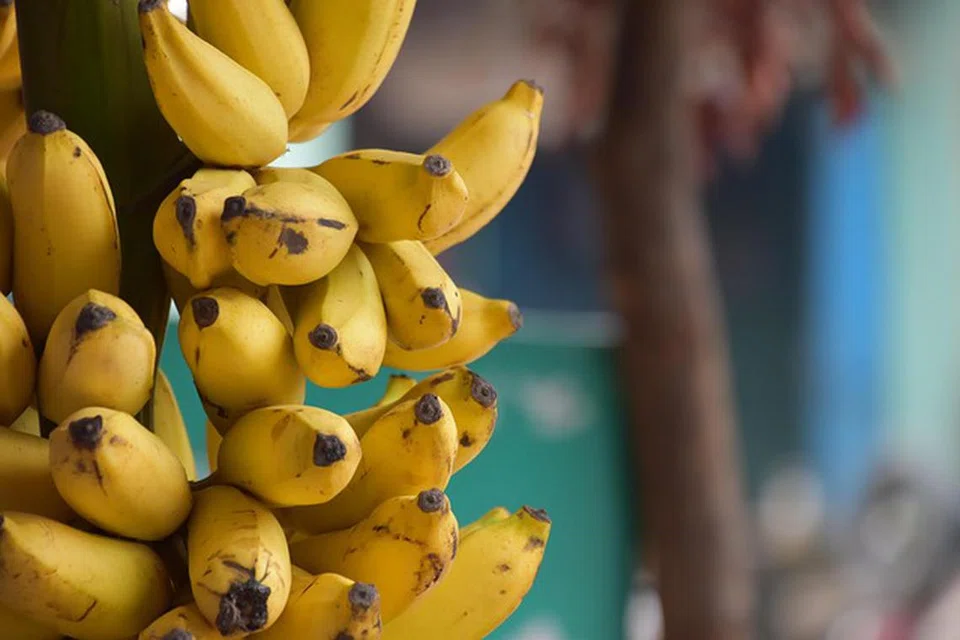 இந்தியாவிலிருந்து ஈரான், ஈராக், உஸ்பெகிஸ்தான், ஐக்கிய அரபு சிற்றரசுகள், ஓமன், சவூதி அரேபியா, குவைத், பஹ்ரைன், கத்தார் ஆகிய நாடுகளுக்கு அதிகளவு வாழைப்பழங்கள் ஏற்றுமதி செய்யப்படுகின்றன.