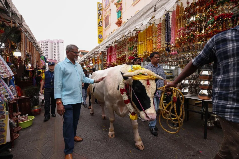 சாலையில் ஊர்வலம் வந்த கால்நடைகள்.