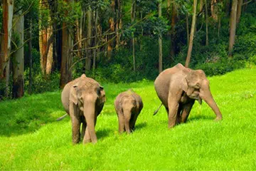 கடந்த 2019ஆம் ஆண்டு, மனிதத் தாக்குதல், தொந்தரவுக்கு ஆளாகி 12 யானைகள் இறந்த நிலையில், இந்த எண்ணிக்கையானது, கடந்த 2024ஆம் ஆண்டு 18ஆக அதிகரித்துவிட்டது.