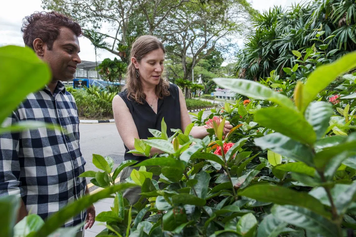 பட்டாம்பூச்சிகளின் எண்ணிக்கையை அதிகரிக்கும் நகர்ப்புறப் பசுமைச்சூழல் 