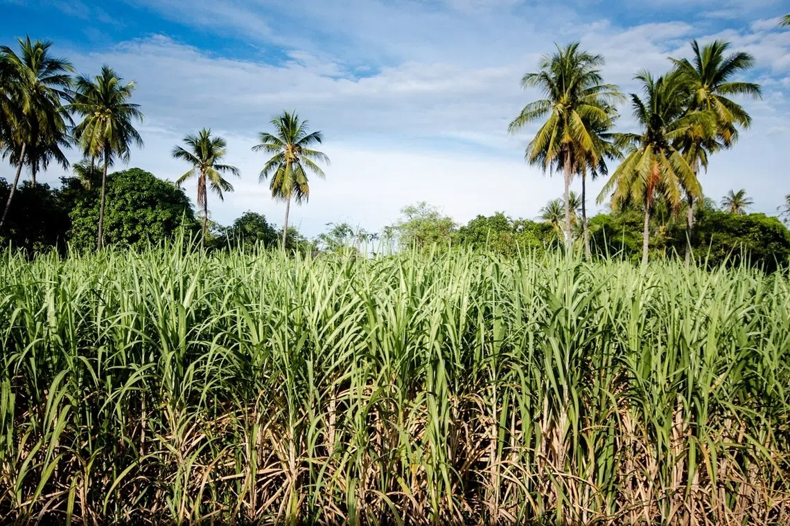 இந்தியாவின் கரும்பு உற்பத்தி 44% அதிகரிப்பு