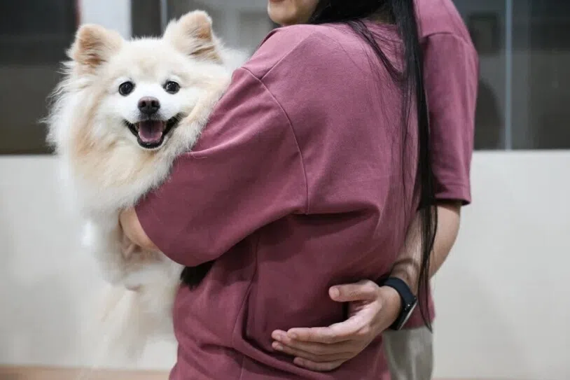 விலங்குநலத் துறையைச் சீரமைக்கும் புதிய சட்டம் குறித்துக் கருத்துத் திரட்டு