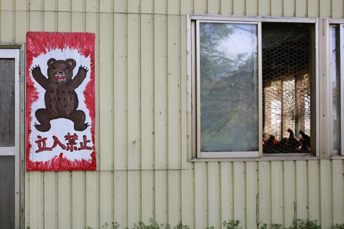 ஜப்பானிய நகர்ப்புறங்களில் கரடிகள் அதிகரிப்பு