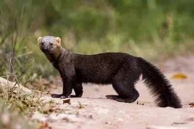 அரியவகை விலங்குகள் பாதுகாப்புத் திட்டத்தில் சேர்க்கப்பட்ட நீலகிரி மரநாய்