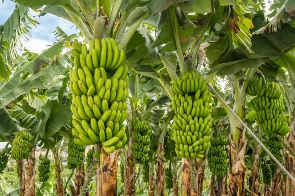 வாழைப்பழம் மருத்துவக் குணம் கொண்டது.