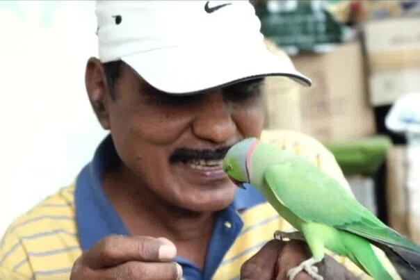 பல ஆயிரம் கிளிகளுக்கு தினசரி உணவளித்த சேகர் காலமானார்