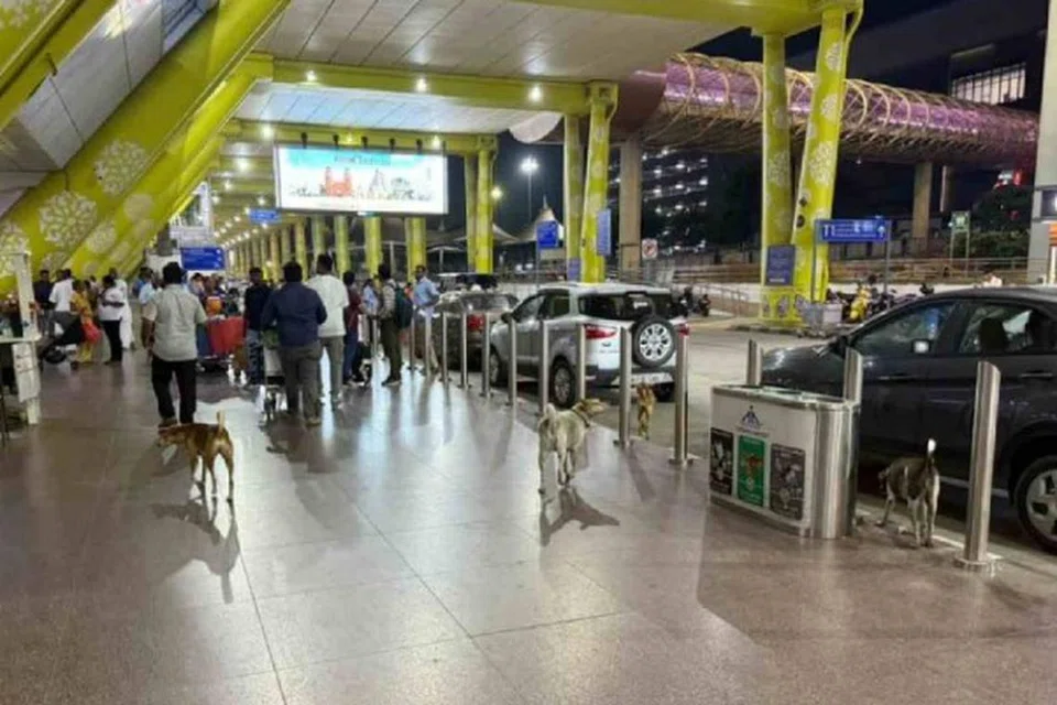 நாய்களால் மனிதருக்கும் மனிதர்களால் நாய்க்கும் தொல்லை ஏற்படாதிருக்க விமான நிலையத்தில் 24 மணிநேர கண்காணிப்புக்கு ஏற்பாடு செய்யப்பட்டு உள்ளது.