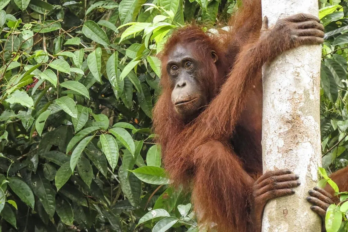 தாய்லாந்துக்கு வனவிலங்குக் கடத்தல் முயற்சி முறியடிப்பு