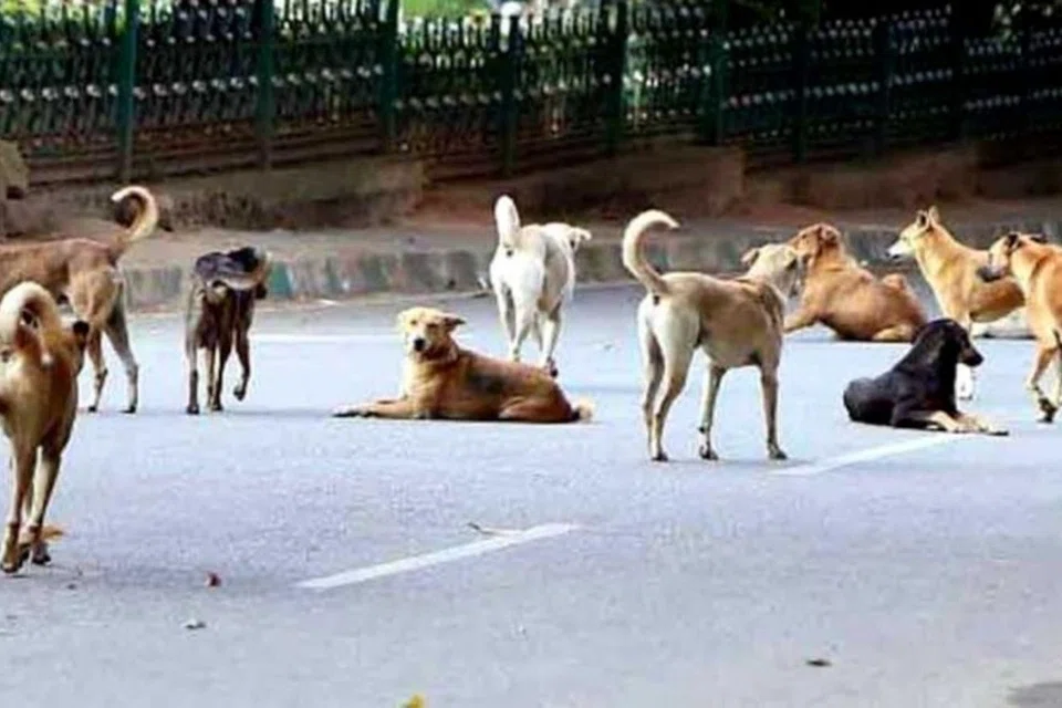 தமிழ்நாடு, டெல்லி உள்பட இந்தியாவெங்கும் தெருநாய்களின் தொல்லை பெரிய பிரச்சினையாகி உள்ளது.