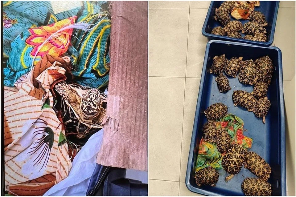 பயணப்பெட்டியில் 58 இந்திய நட்சத்திர ஆமைகள் ஒரு துணி மூட்டையில் சுற்றி மறைத்து வைக்கப்பட்டிருந்தன.