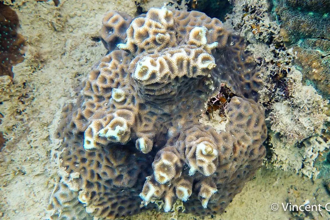 பவளப் பாறைகளின் பெருக்கம் குறைந்தது