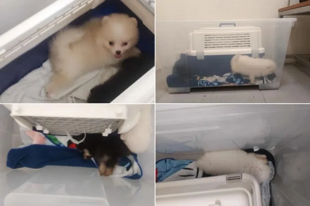 மலேசியாவிலிருந்து நாய்க்குட்டிகளைக் கடத்தியவருக்கு 16 வார சிறை 